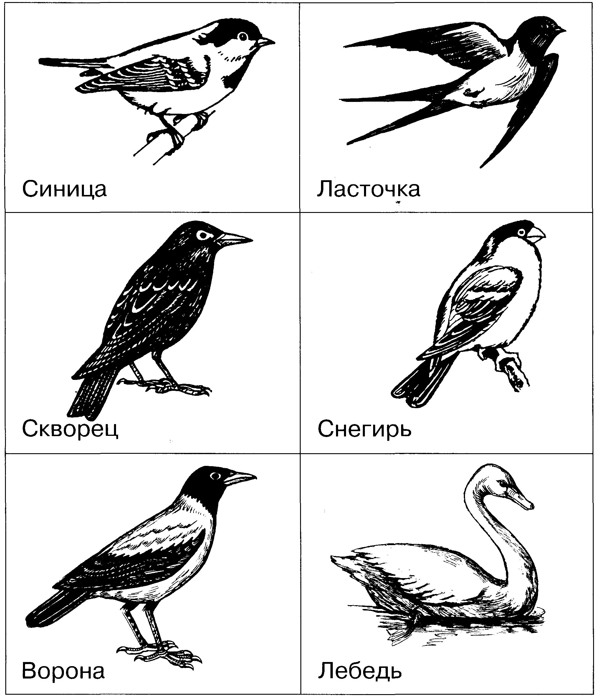 Раскраска "перелетные птицы". Перелетные птицы раскраска для детей. Перелетные и зимующие птицы раскраска. Изображение птиц для детей.