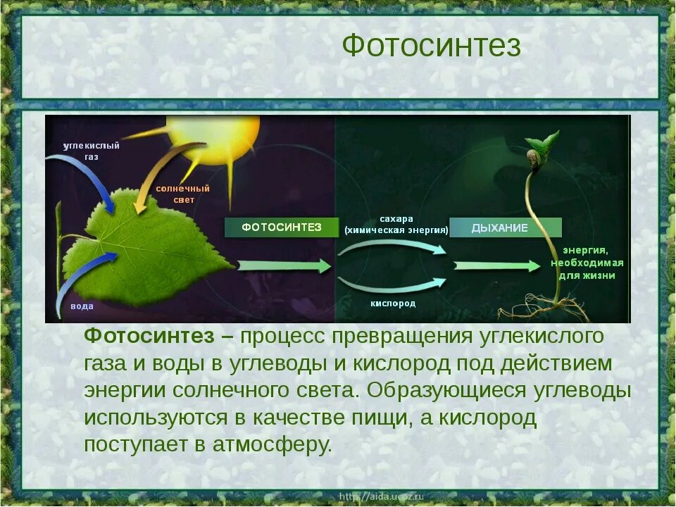 Появление фотосинтеза эра. Процессы питания клетки фотосинтеза. Реакция фотосинтеза биология. Углекислый ГАЗ фотосинтез органические вещества. Фотосинтез выделение кислорода.