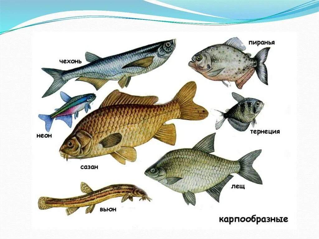 Отряд Карпообразные рыбы. Костные рыбы отряд Карпообразные. Класс костных рыб Карпообразные представители. Костистые рыбы мнооогьб.
