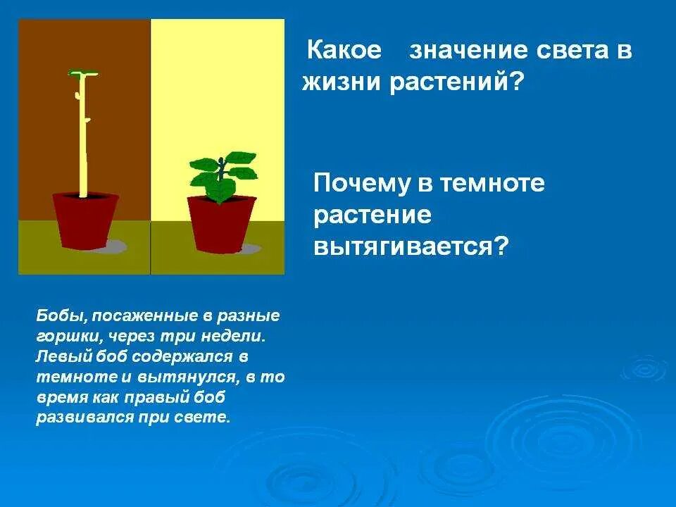 Влияние освещения на растения. Эксперимент растение на свету и в темноте. Важность света для растений. Опыт с растением в темноте.