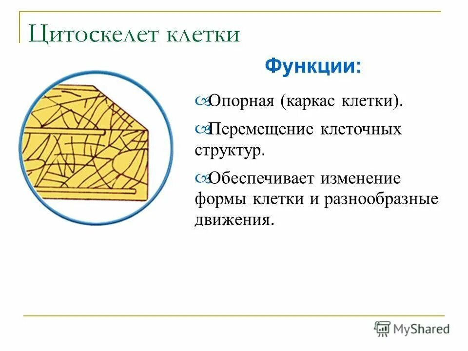 Цитоскелет строение. Цитоскелет строение
