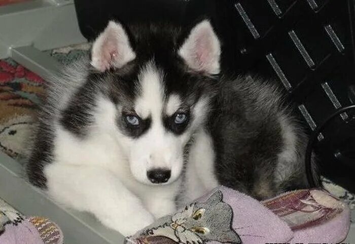 Стоит заводить хаски. Большие собаки для квартиры хаски. Стоит ли заводить хаски. Западносибирская хаски. Хаски грызет игрушку.