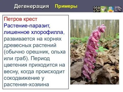 Отсутствие хлорофилла у растений паразитов