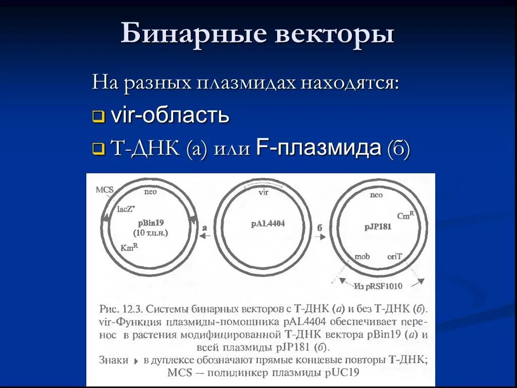 Векторы плазмиды. Бинарные векторы в генной инженерии. Vir область плазмиды. Челночные плазмиды. Бинарный вектор в программировании это.