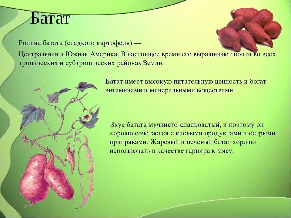 Полезные свойства батата