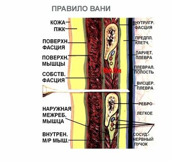 Слои грудины