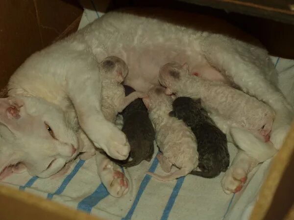 Новорожденные котята. Недельные котята. Могут ли у кошки родиться