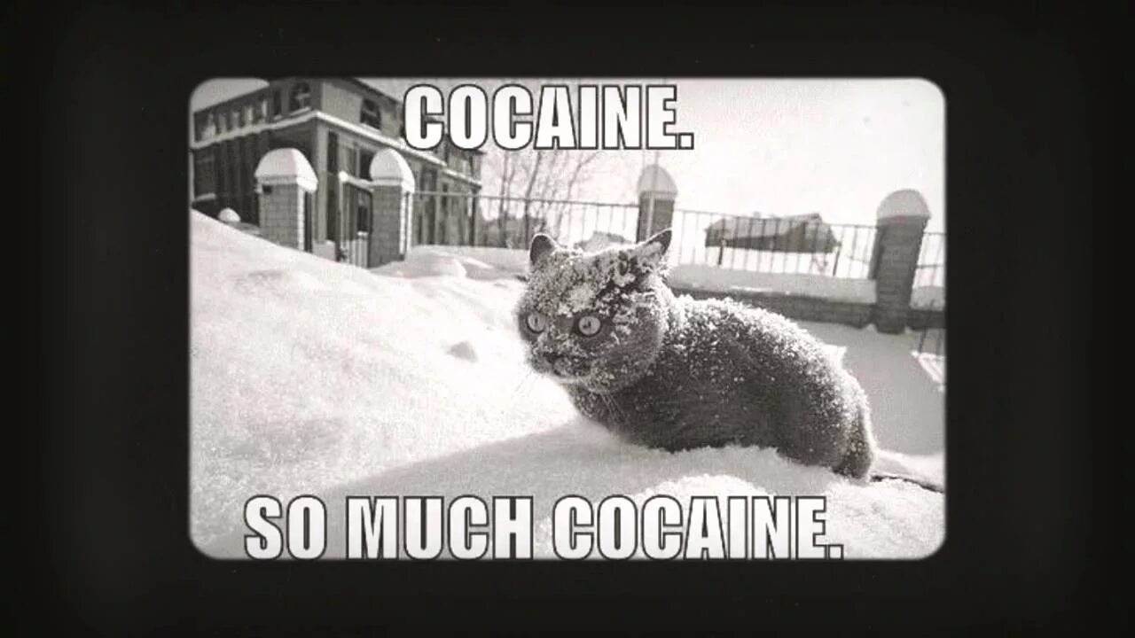 So much happening. Cocaine кот. So much cocaine Мем. Кот в снегу кокаин. Котик с кокаином.