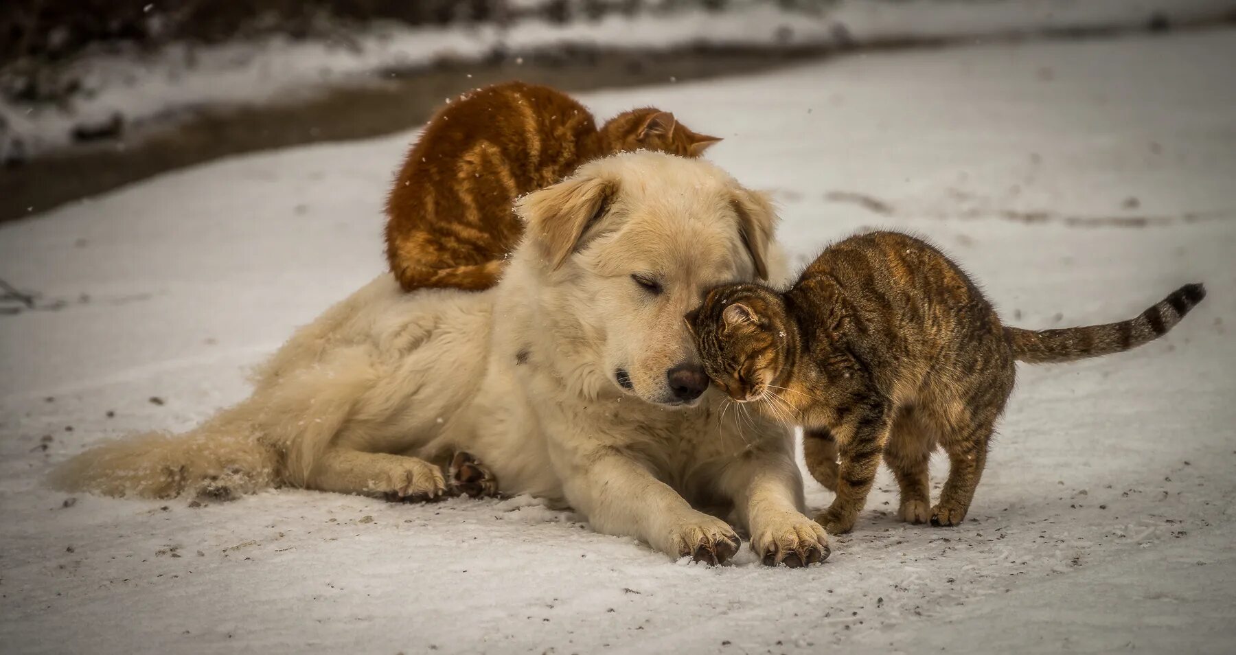 Собака настоящий друг. Фото кошки и собаки вместе. Street Cat and Dog. Настоящая Дружба картинки. Собака и кошка весят