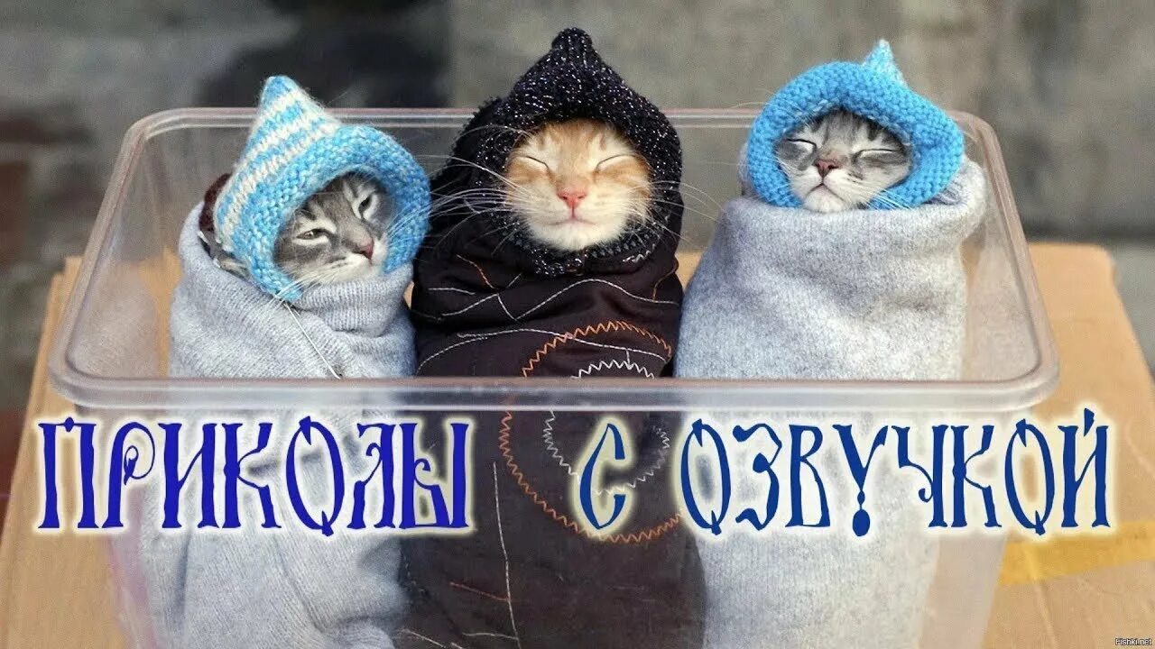 Коты с озвучкой. Смешные котики с озвучкой. Веселые коты с озвучкой. Приколы с котятами с озвучкой. Включи коты номер 4