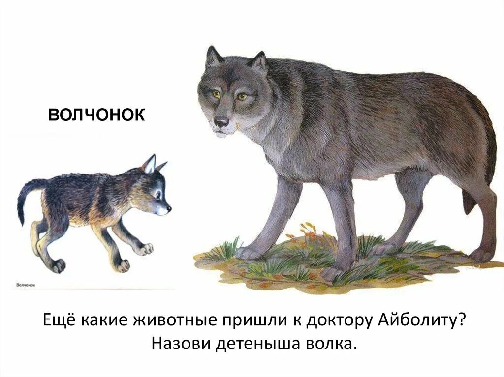 Игру называется волк. Игру называется волк