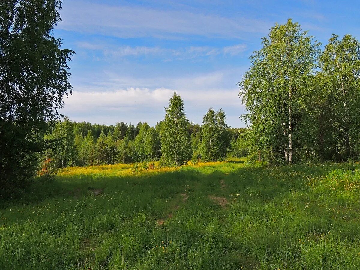 Калужские и тульские перелески. Смешанный лес опушки Поляны. Лесная опушка леса. Лесная Поляна Томск. Лесная Поляна Нижегородская область.