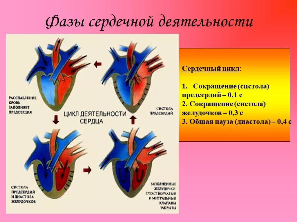 Фазы сердечной деятельности таблица систола. Сердечный цикл 3 фаза гемодинамика. Фазы сердечного цикла таблица систола желудочков. Сердечный цикл 3 фаза диастола. Пассивное наполнение сердца кровью фаза сердечного цикла