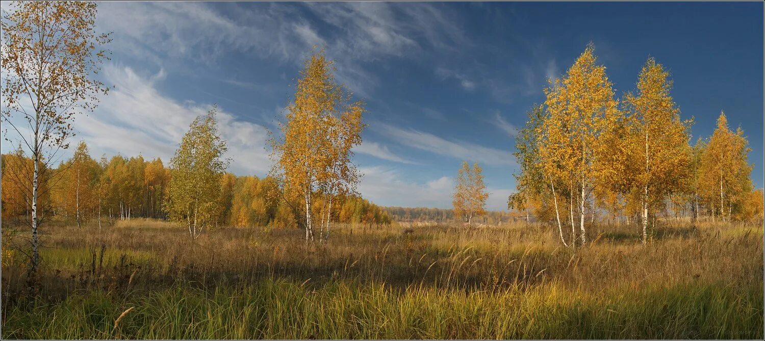 Родные перелески. Березовый край. Рощи и перелески. Перелесок фон. Осенний перелески.