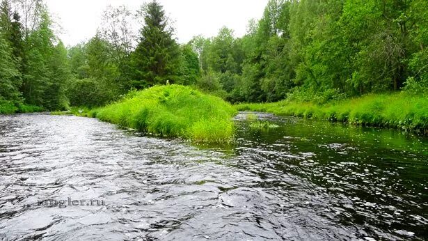 Зеленая природа река. Озеро в лесу. Остров на реке. Островок на реке. Река островка.