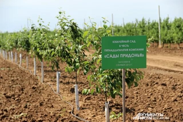 Завод сады придонья. Посёлок сады Придонья Волгоградская область. Пос сады Придонья Городищенский район Волгоградская область. Сады Придонья Волгоград сады. Сады Придонья завод в Волгограде.