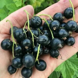 Смородина экзотика описание отзывы