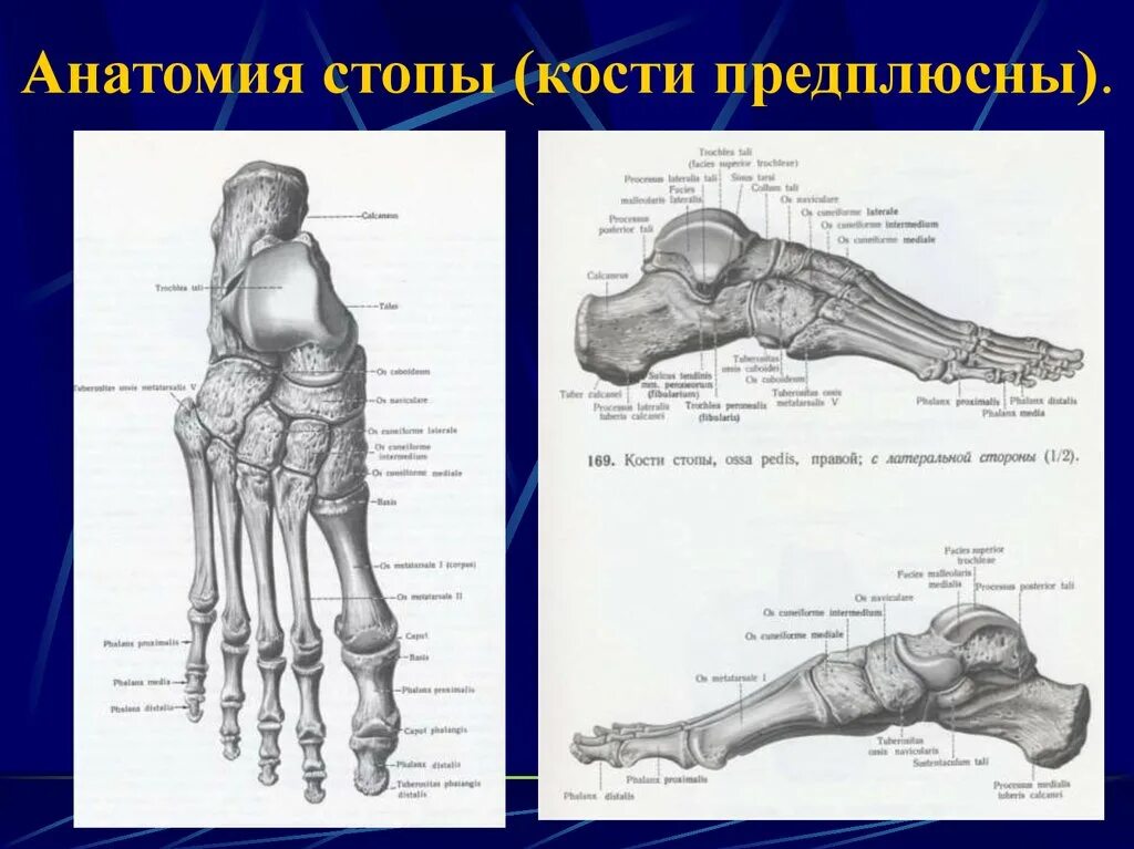 Кости стопы человека анатомия. Анатомия стопы плюсна. Стопа анатомия строение кости. Кости стопы анатомия сбоку. Кости подошвы