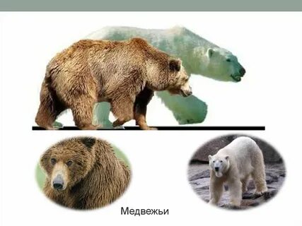 Систематика медведя бурого