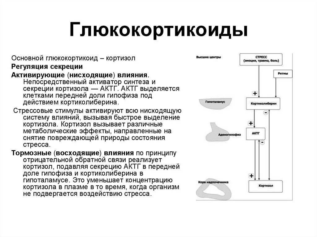 Регуляция выработки глюкокортикоидов. Функции глюкокортикоидов. Схема отмены глюкокортикоидов. Схема регуляции секреции гормонов надпочечников. Регуляция секреции глюкокортикоидов.