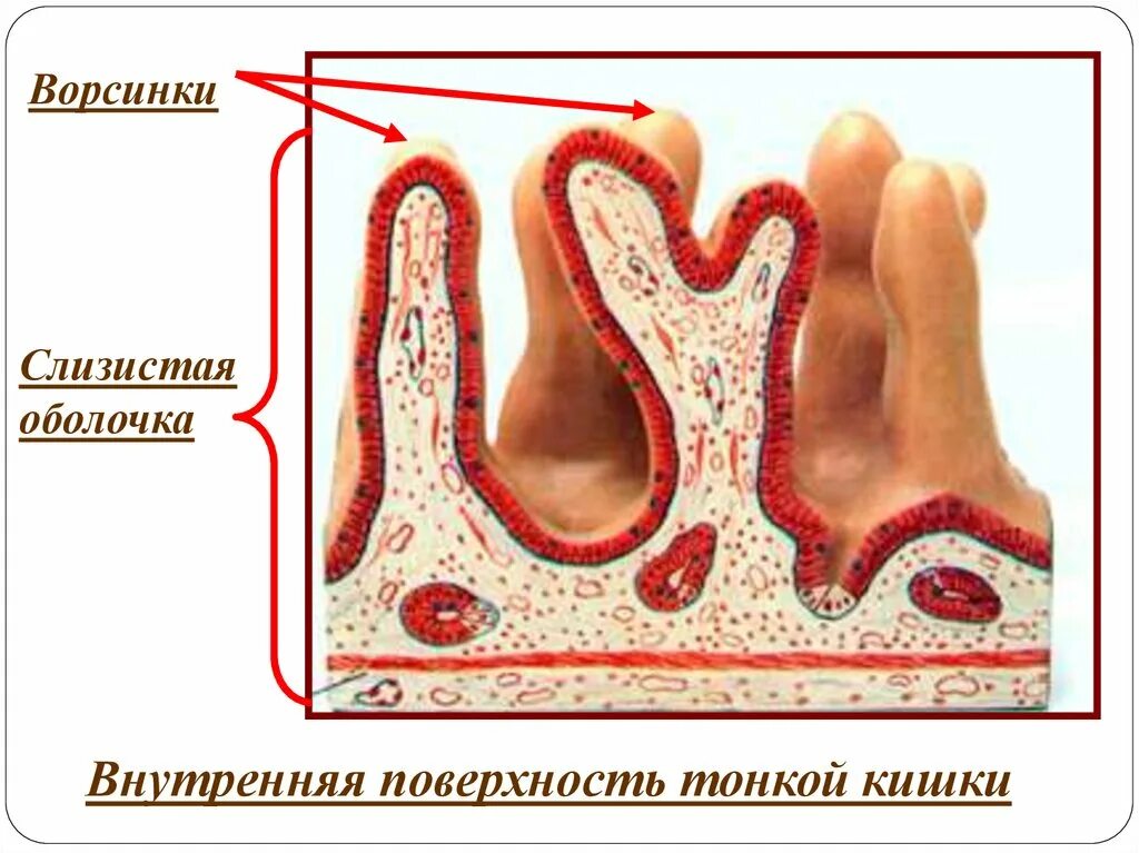 Внутренняя поверхность кишечника. Ворсинка слизистой оболочки тонкого кишечника. Строение ворсинки слизистой оболочки тонкого кишечника. Внутренняя поверхность тонкой кишки. Внутренняя поверхность тонкого кишечника.