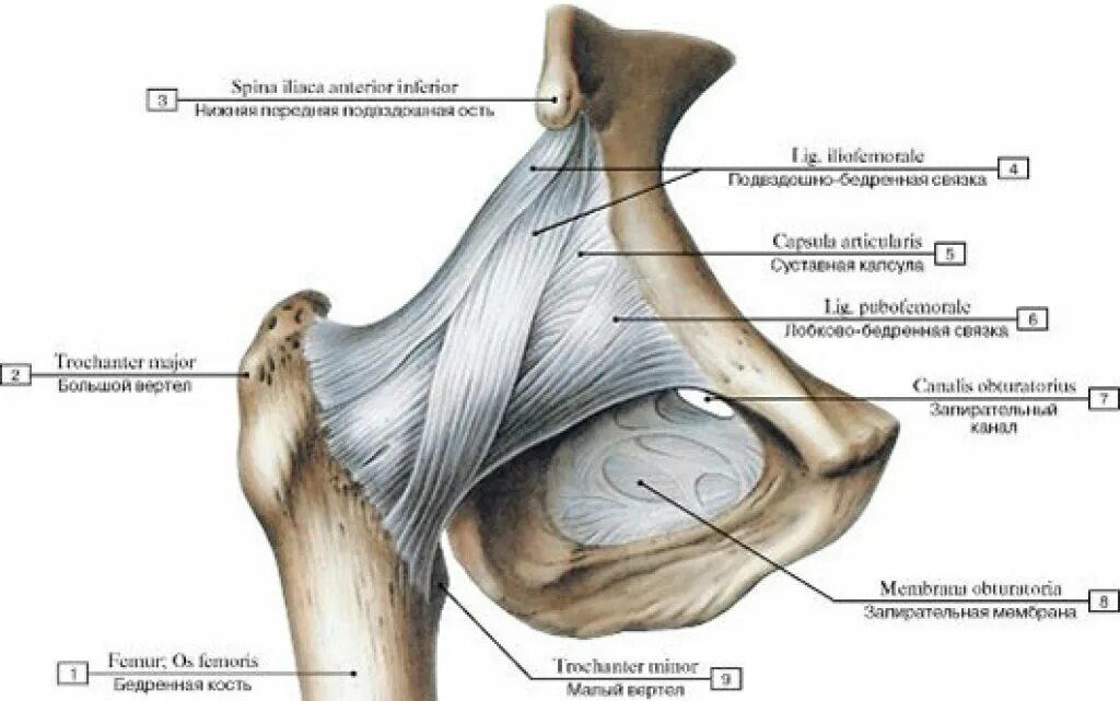 Тазобедренный сустав соединение. Анатомия тазобедренного сустава мышц и связок. Связочный аппарат тазобедренного сустава. Внутрисуставные связки тазобедренного сустава. Тазобедренный сустав анатомия строение.