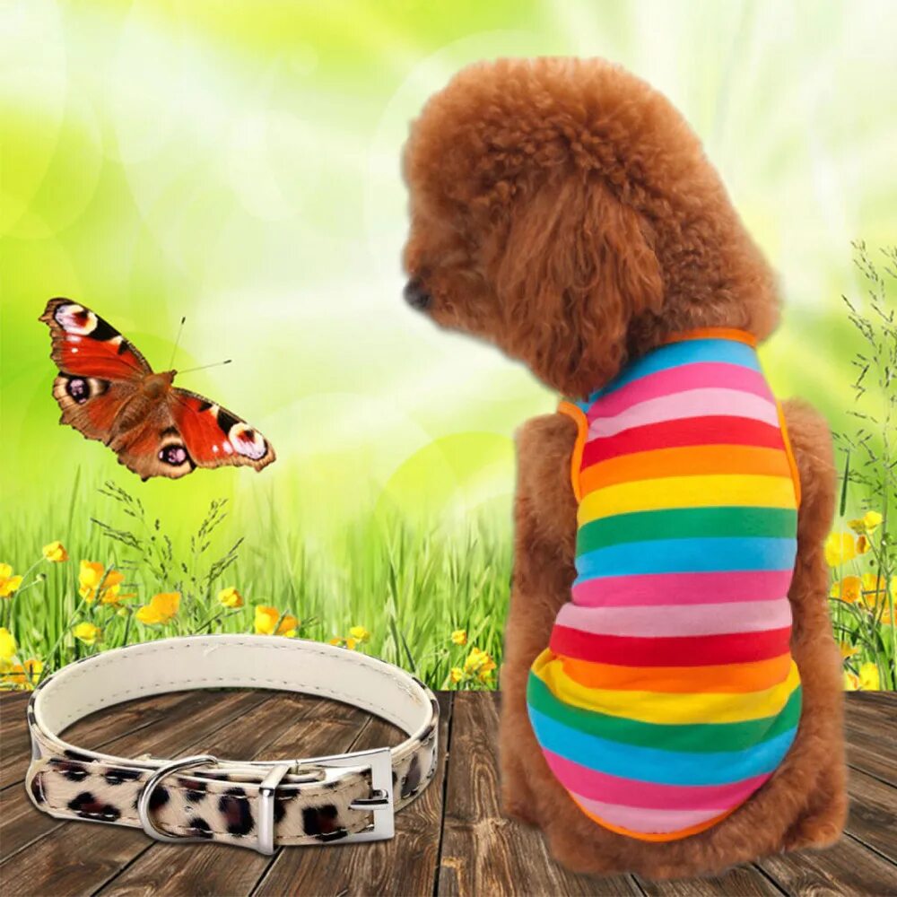 Rainbow pet