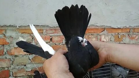 Куда девать голубей