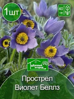 Пострел корень