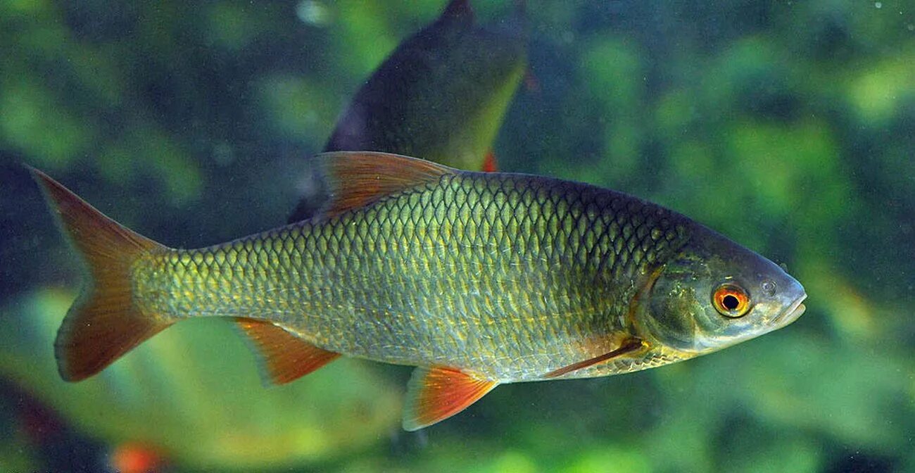 Краснопёрка рыба. Сорожка плотва. Плотва под. Красноперка речная. Красноперка scardinius erythrophthalmus.