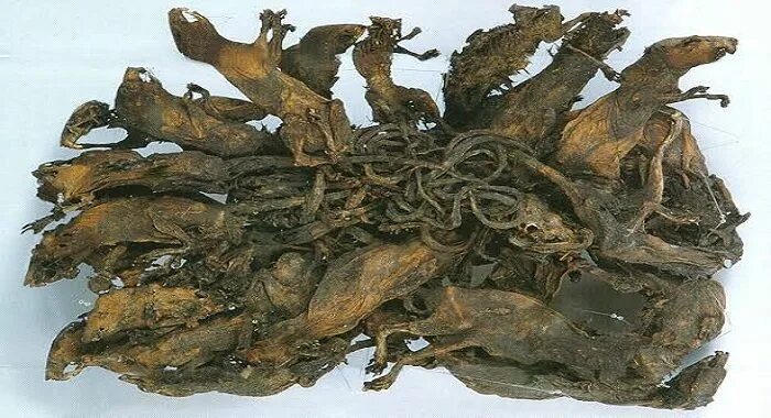 An (Almost) Comprehensive History of Rat Kings Rat king, Rats, Exotic fish