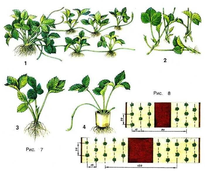 Как правильно сажать клубнику весной. Ремонтантная земляника размножается усами. Схема посадки садовой клубники осенью. Земляника медовая схема посадки рассады. Гнездовая схема посадки клубники.
