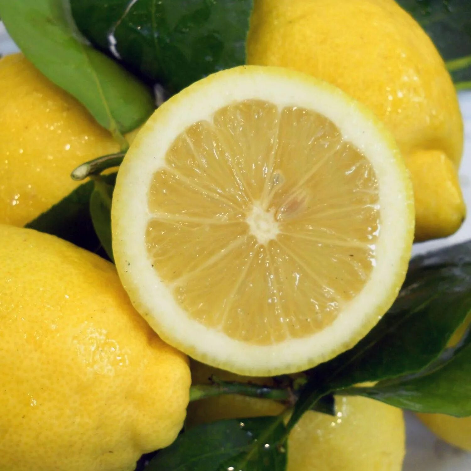 Лимончелло лимонный. Лимоны для Лимончелло сорт. Лимончелло с лаймом. Калабрия и лимоны. Lemon Citrus Limon Италия.