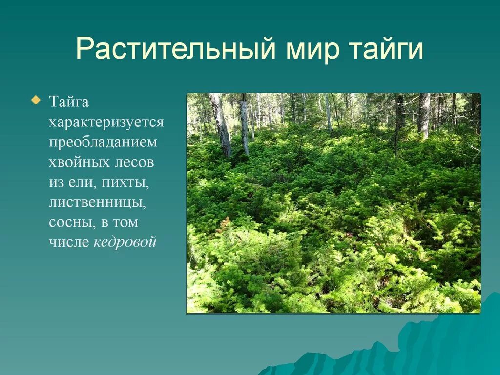 В какой природной зоне преобладают хвойные деревья. Растительныймирт тпйги. Тайга растительность мир. Растительность Тайга проект.