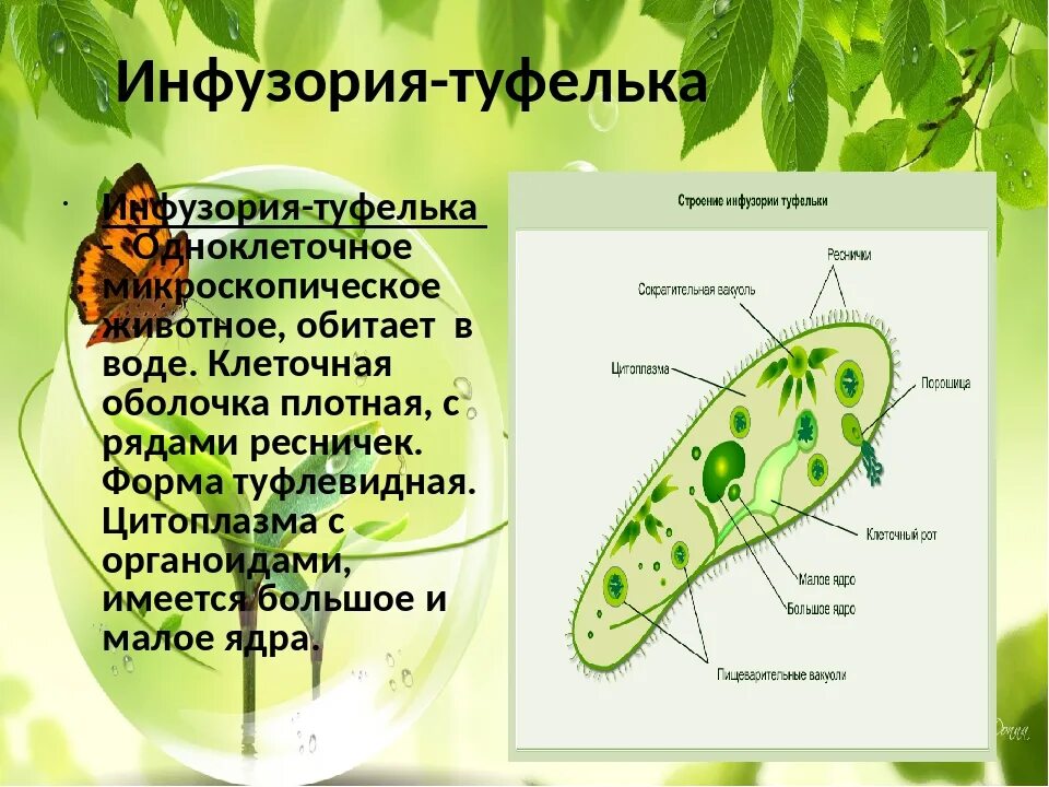 Строение одноклеточных организмов. Строение инфузории туфельки. Биология строение инфузории. Инфузория туфелька информация. Какое строение имеет простейшие