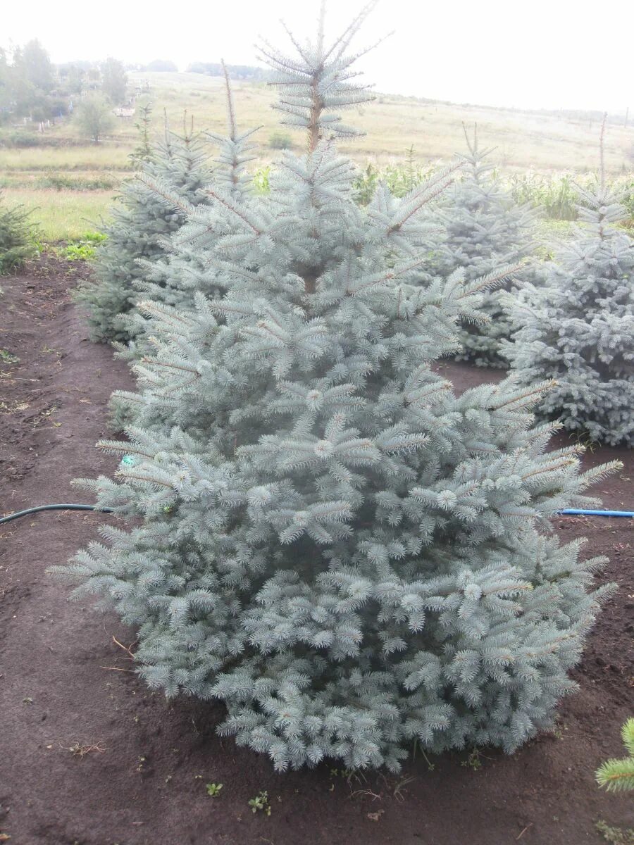 Продам ель голубую. Голубая ель из айдахо. Ковалевская. Ель колючая blue diamond. Ель голубая блю даймонд.
