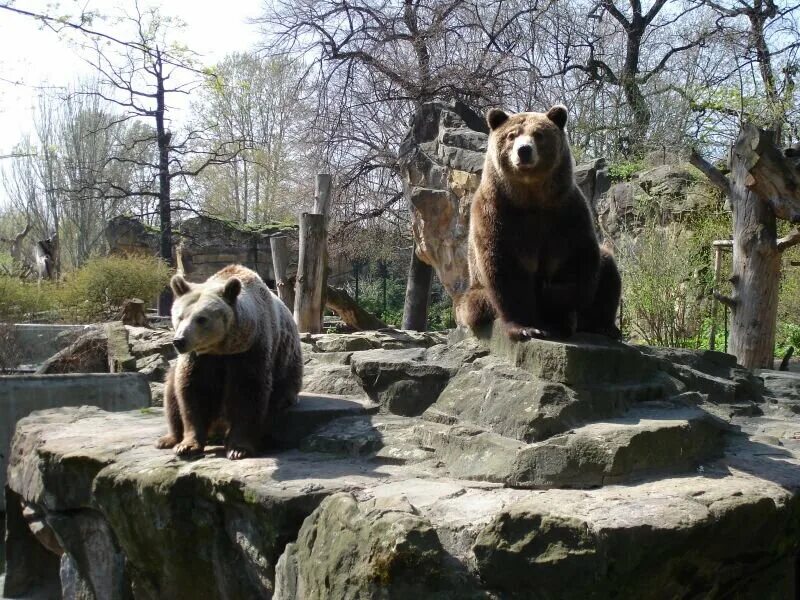 Мишка кнут берлинский зоопарк. Берлинский зоопарк фото животных. Редкие животные берлинского зоопарка. Берлинский зоопарк берлин. Берлинский медведь.