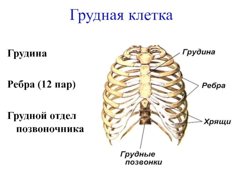 Структура скелета грудной клетки. Скелет грудной клетки человека вид спереди. Скелет туловища человека грудная клетка. Грудина скелет анатомия.