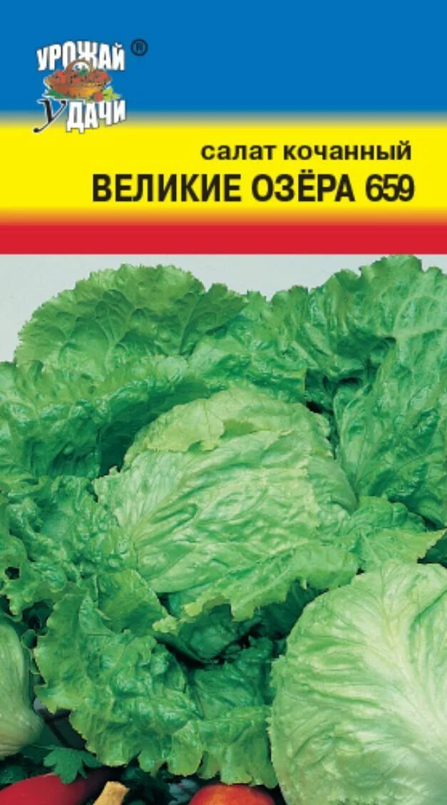 Салат кочанный сорта. Салат великие озера. Капуста айсберг семена. Салат великие озера-659. Салат грейт лайкс 659.