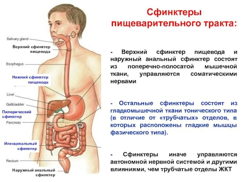 Сфинктеры пищеварительной системы схема. Органы пищеварения органы пищеварительного тракта. Пищеварительная система желудок. Перечислите отделы пищеварительного тракта схема.