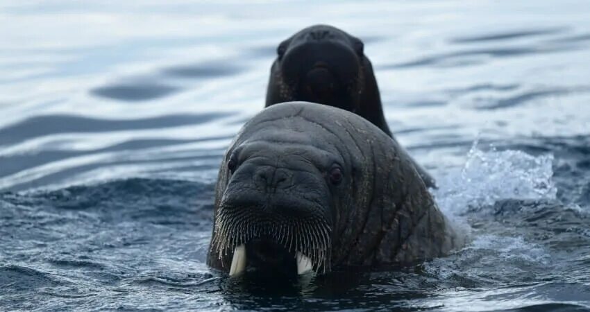 Морж фото. Кто сильнее морж или медведь. Кто сильнее морж или белый медведь.