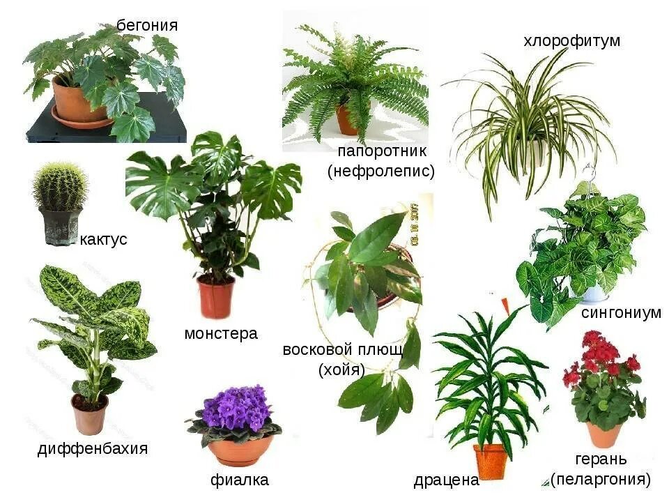 Комнатные цветы. Клмнатныетрастения названия. Комнатные цветы с названиями. Комнатные цве ы с названием. Описание красивого растения