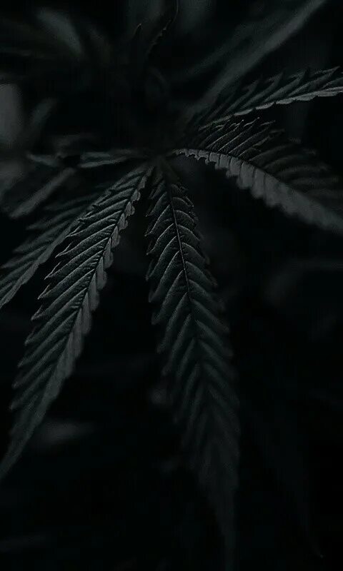Фото телефона на темном фоне
