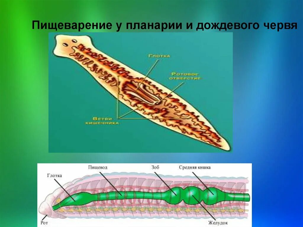 Молочная планария пищеварительная система. Плоские черви пищеварительная система планарии. Система пищеварения плоских червей. Молочная планария питание.