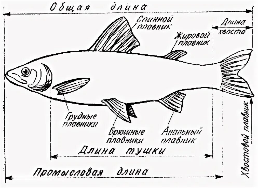 Как мерить рыбу