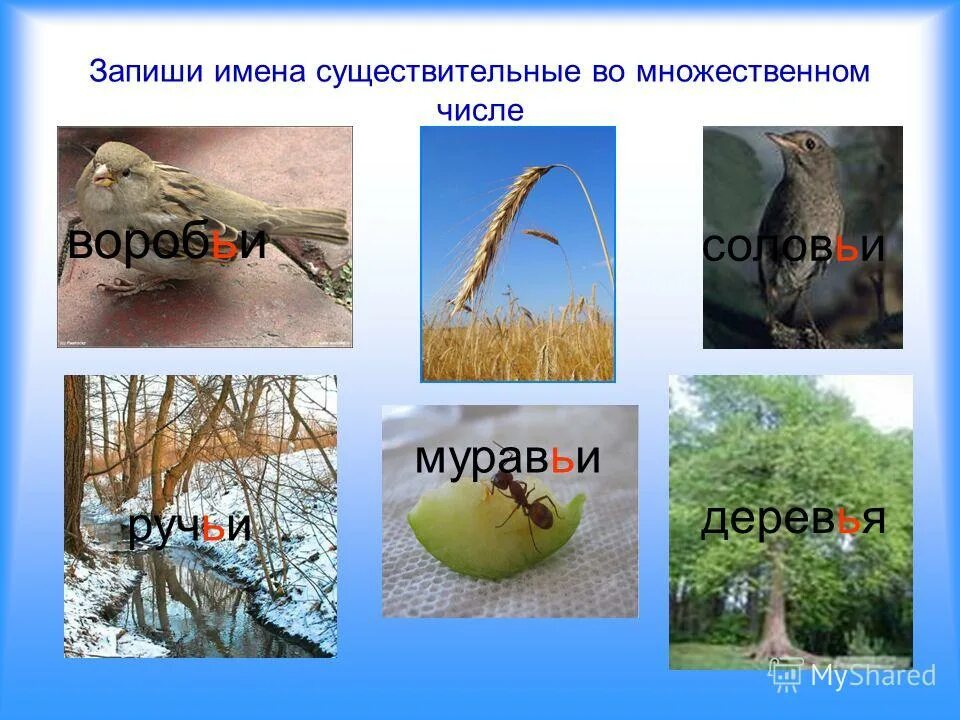 воробьи соловьи муравьи. слова во множественном числе. записать слова во множественном числе воробей. слова во множественном числе. слова вотмножиственном числе.