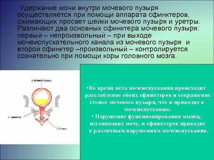 Сфинктер мочевого пузыря. Непроизвольный сфинктер мочевого пузыря. Внутренний и наружный сфинктер мочевого пузыря. Произвольный сфинктер мочевого пузыря.