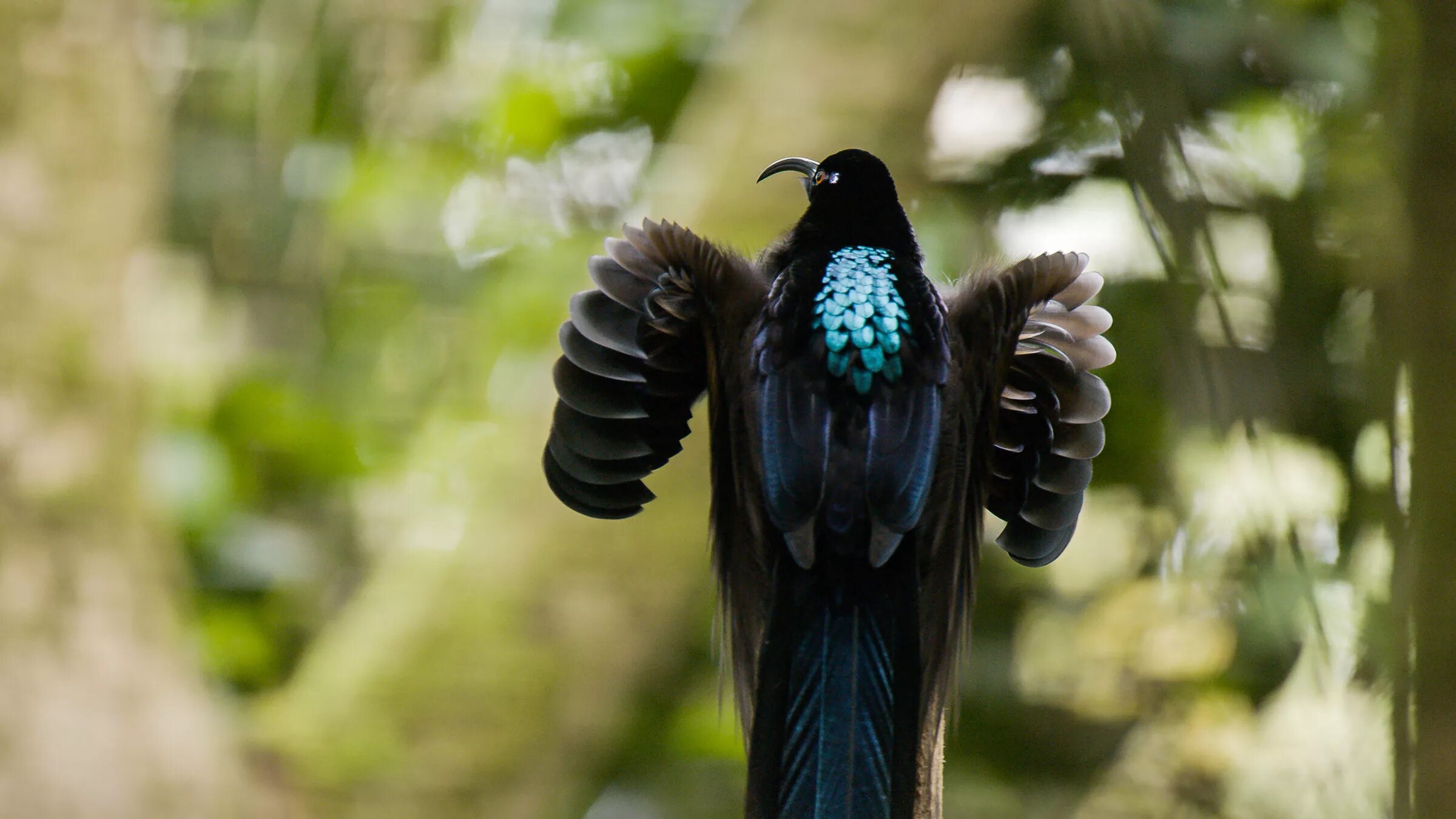 The bird of us. Epimachus fastuosus. Black Sicklebill птица. Шилоклювая Райская птица. Brown Sicklebill.