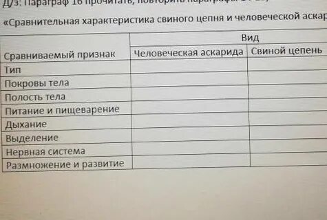 Сравнительная таблица человеческая аскарида и бычий цепень