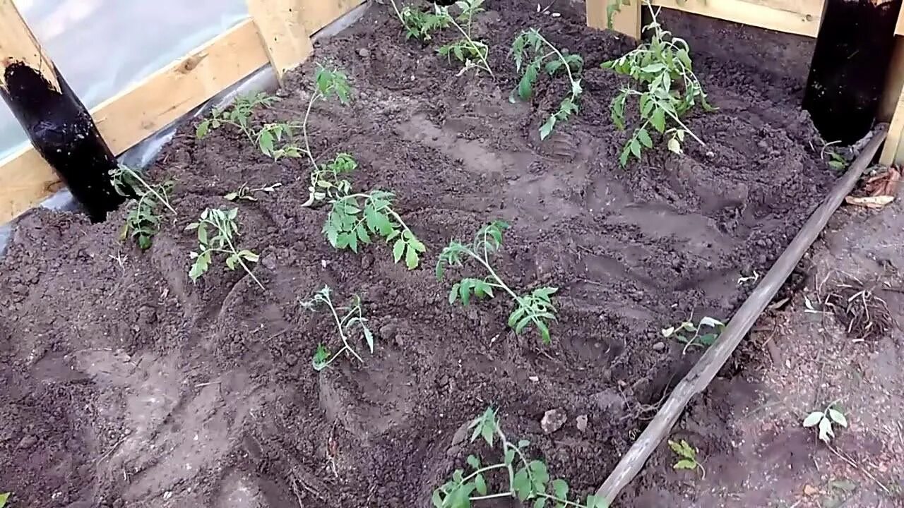 Помидоры сажать по 2. Высадка рассады томатов в грунт. Высаживание рассады томатов. Подвязка рассады помидор. Посадка томатов на рассаду.